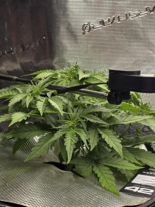 First time with Hydro. Week 5