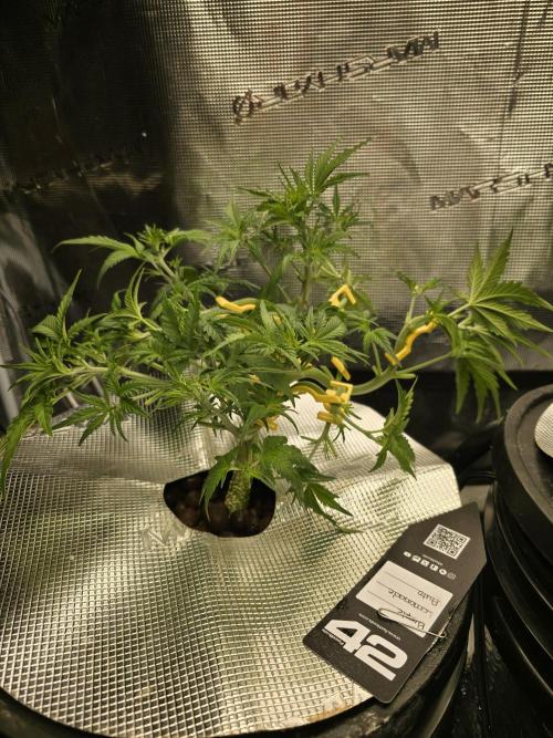 First time with Hydro. Week 5