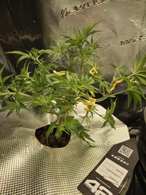 First time with Hydro. Week 5