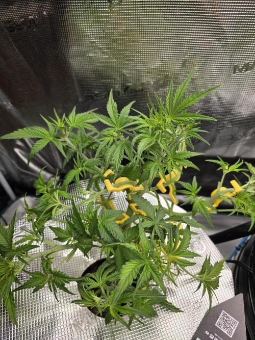 First time with Hydro. Week 5