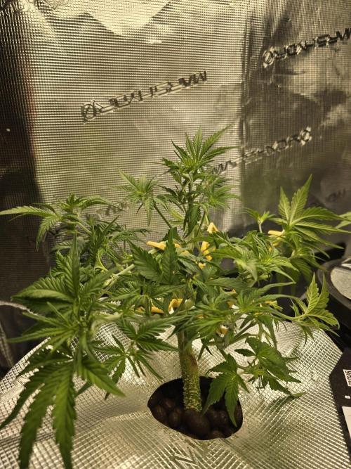 First time with Hydro. Week 5