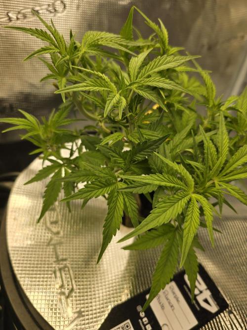 First time with Hydro. Week 6