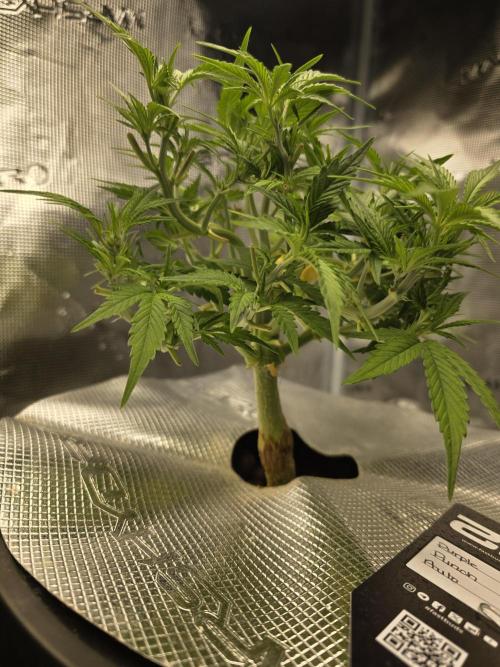 First time with Hydro. Week 6