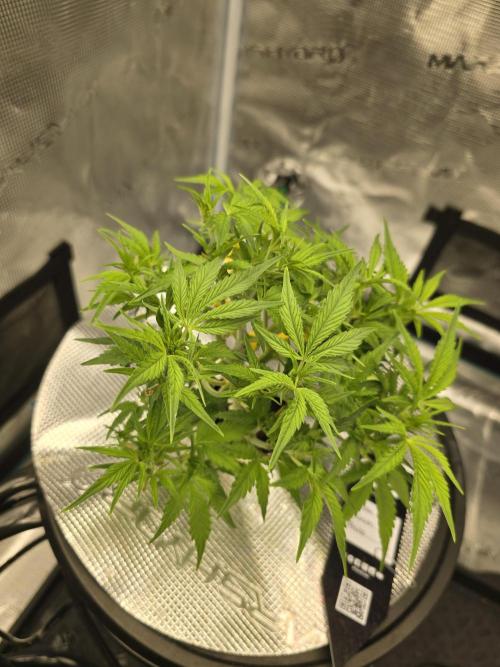 First time with Hydro. Week 6
