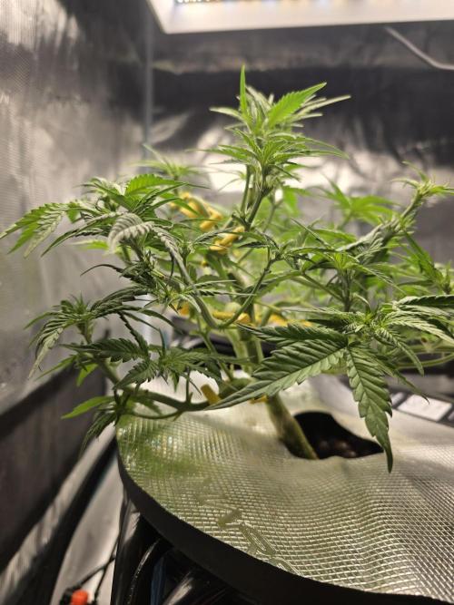 First time with Hydro. Week 6