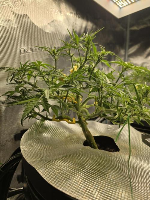 First time with Hydro. Week 6