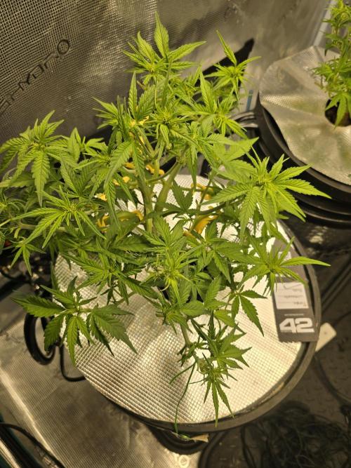 First time with Hydro. Week 6