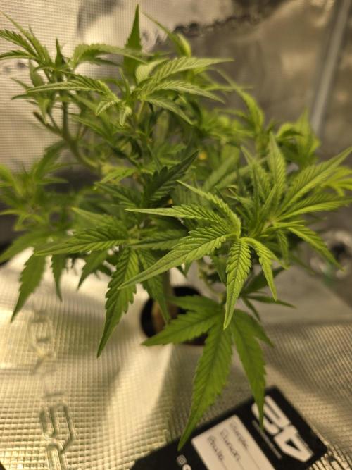 First time with Hydro. Week 6