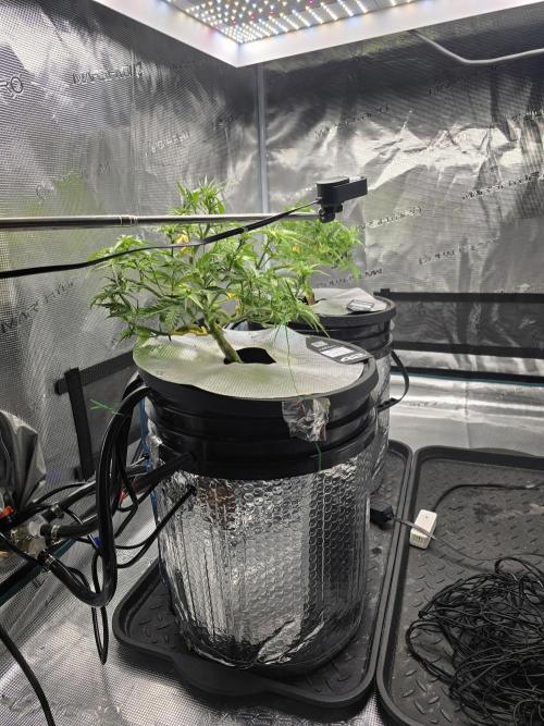 First time with Hydro. Week 6