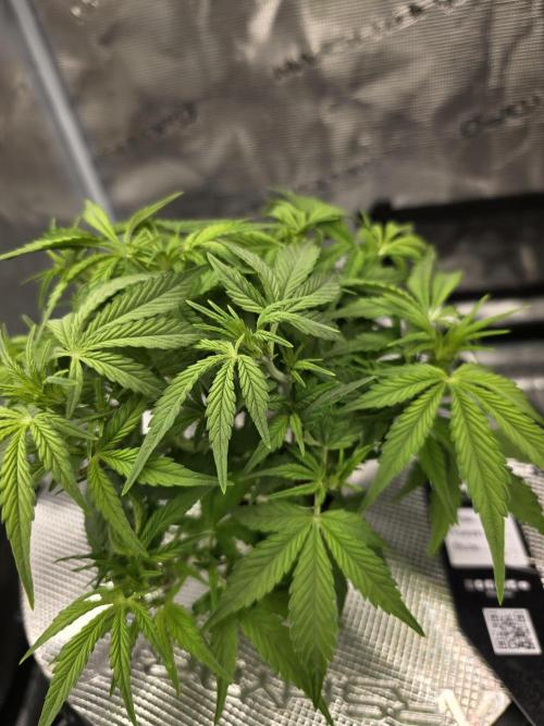 First time with Hydro. Week 6