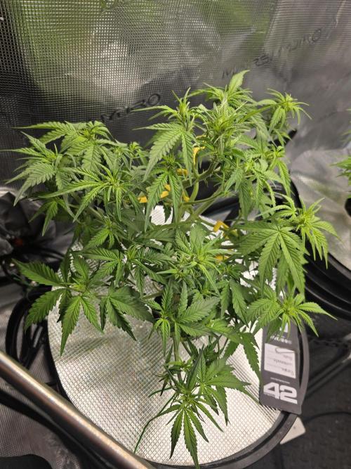 First time with Hydro. Week 6