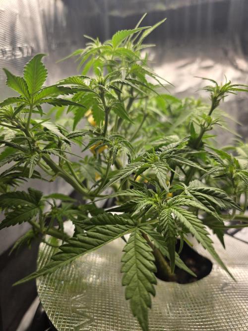 First time with Hydro. Week 6