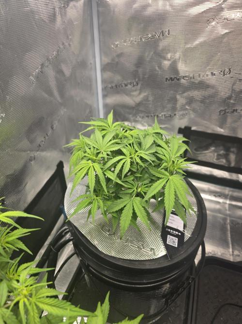 First time with Hydro. Week 6