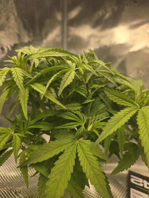 First time with Hydro. Week 6