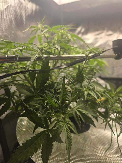 First time with Hydro. Week 6