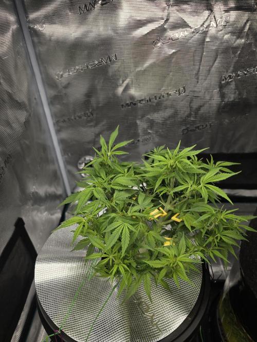 First time with Hydro. Week 7