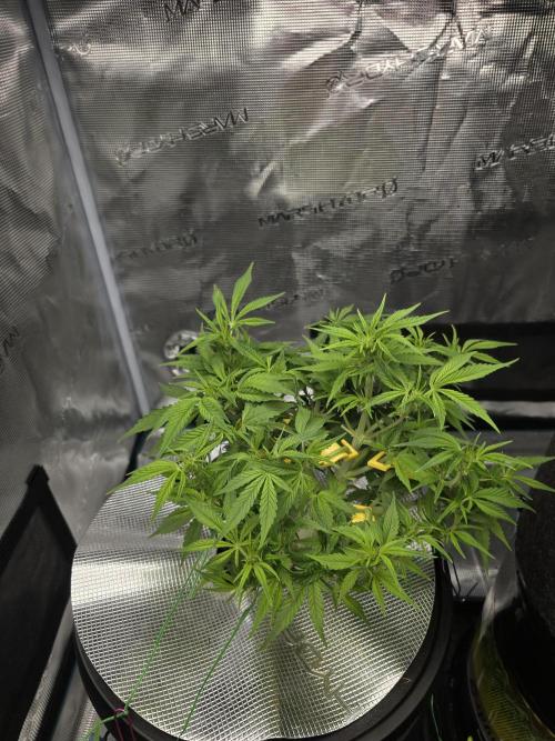First time with Hydro. Week 7