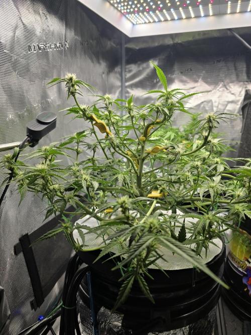 First time with Hydro. Week 7