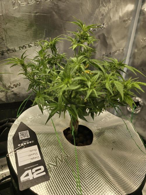 First time with Hydro. Week 7