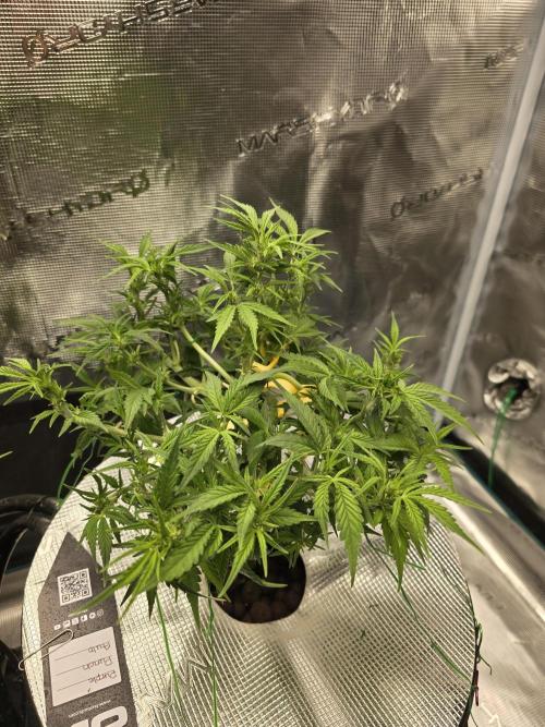 First time with Hydro. Week 7