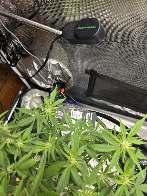 First time with Hydro. Week 7