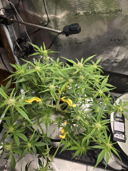First time with Hydro. Week 7