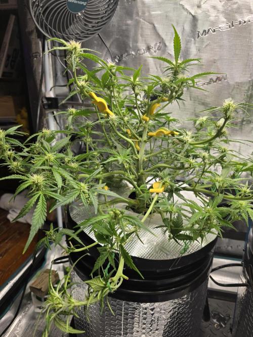 First time with Hydro. Week 7