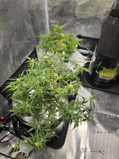 First time with Hydro. Week 7
