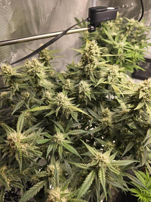 First time with Hydro. Week 8