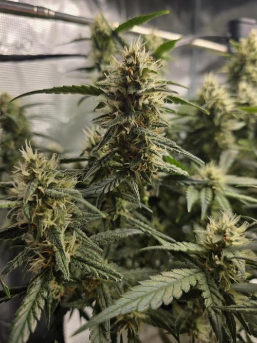 First time with Hydro. Week 8
