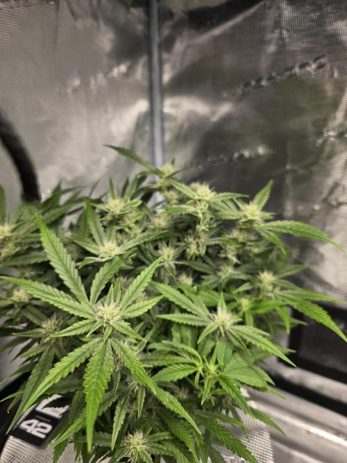 First time with Hydro. Week 8
