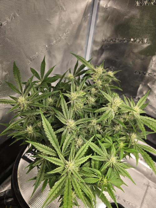 First time with Hydro. Week 8
