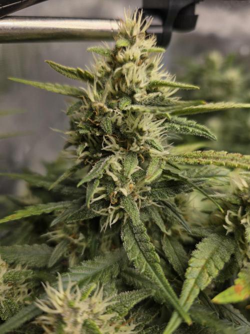 First time with Hydro. Week 8