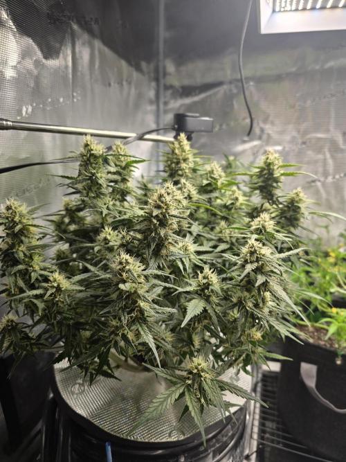 First time with Hydro. Week 8