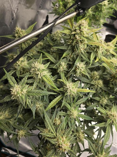 First time with Hydro. Week 8