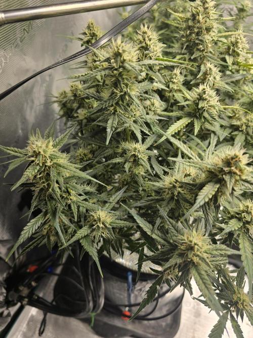 First time with Hydro. Week 8