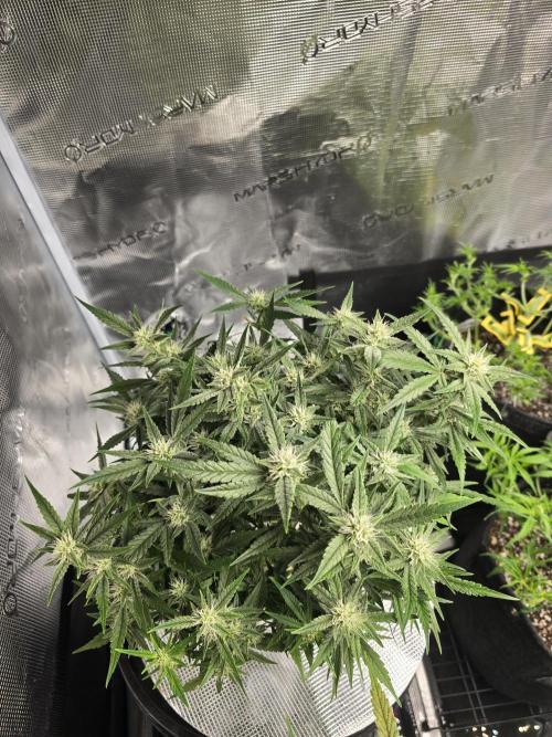 First time with Hydro. Week 8