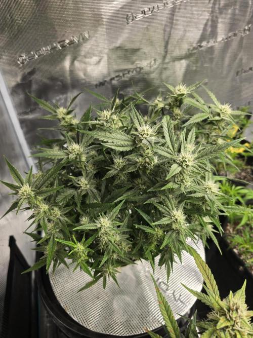 First time with Hydro. Week 8