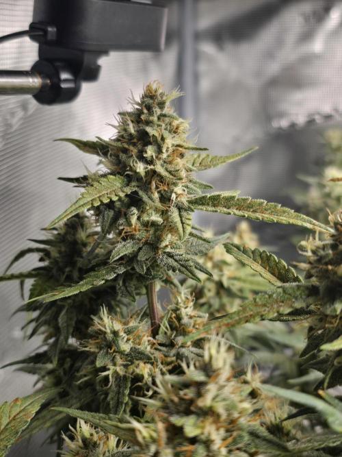 First time with Hydro. Week 9