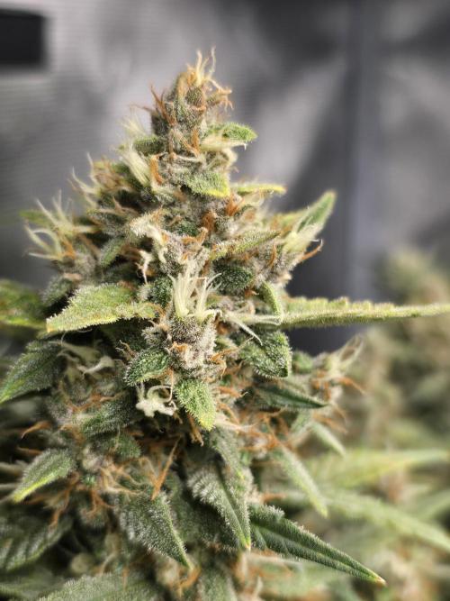 First time with Hydro. Week 9