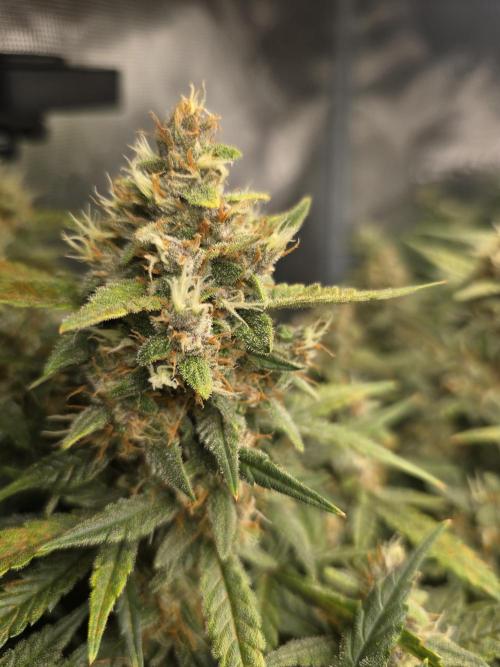 First time with Hydro. Week 9