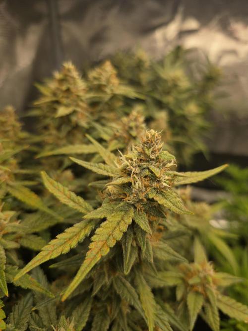 First time with Hydro. Week 9