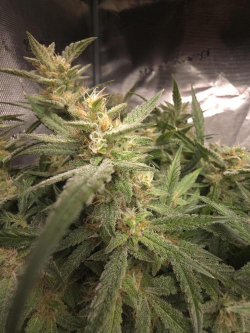 First time with Hydro. Week 10
