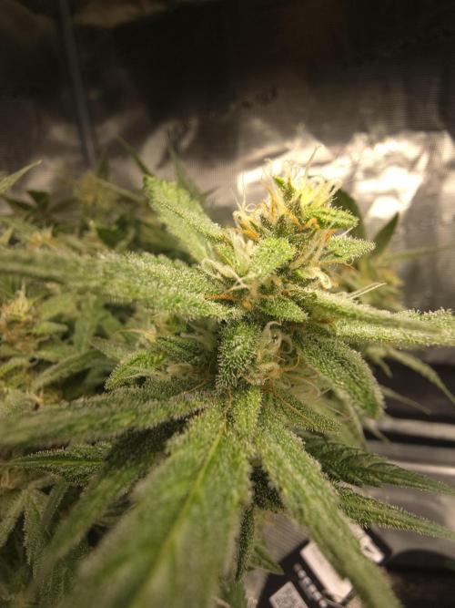 First time with Hydro. Week 10