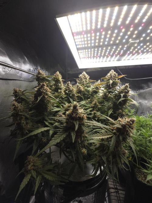 First time with Hydro. Week 10