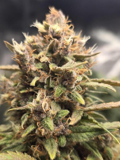 First time with Hydro. Week 10