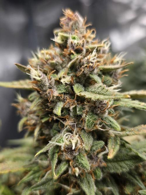First time with Hydro. Week 10
