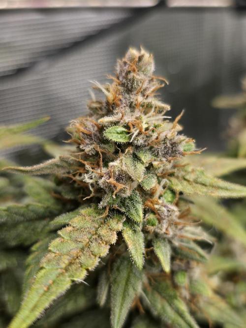 First time with Hydro. Week 10