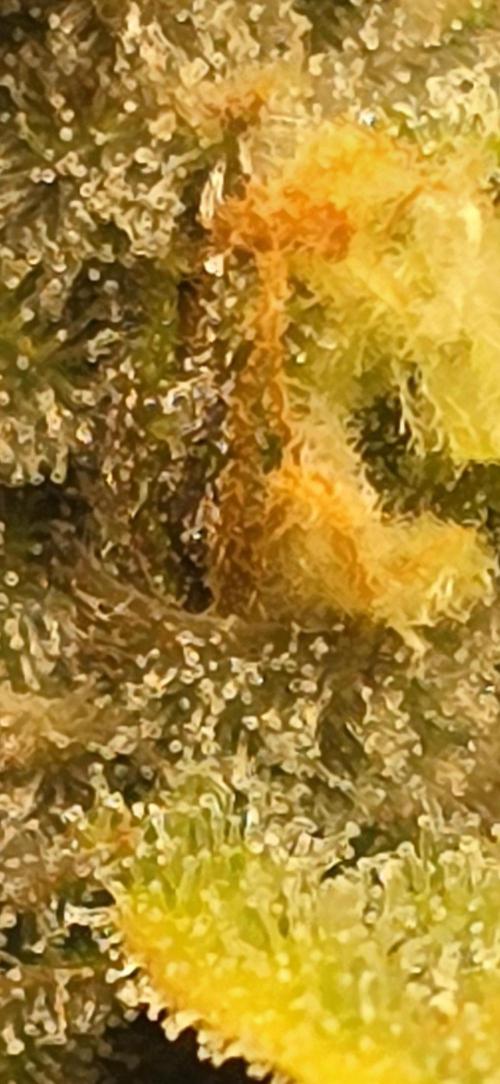 First time with Hydro. Week 10