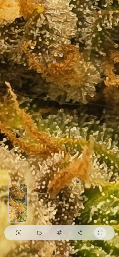 First time with Hydro. Week 10